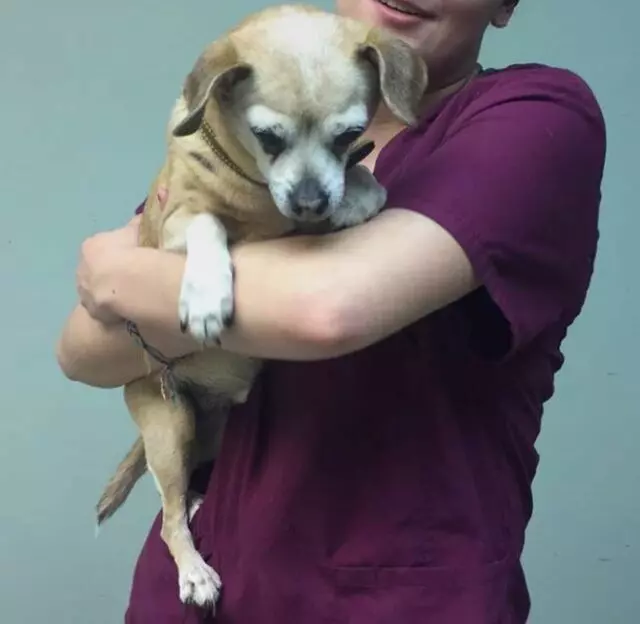 Aid Animal Hospital