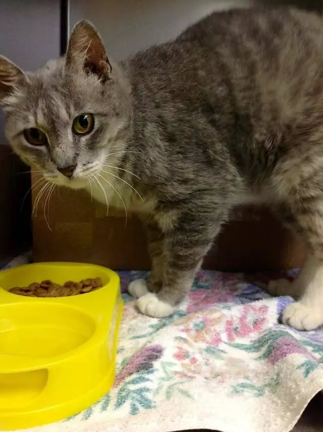 Aid Animal Hospital