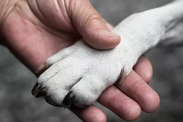 Aid Animal Hospital