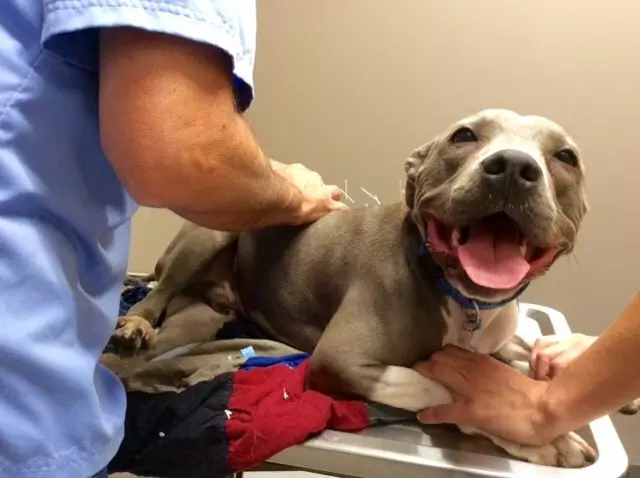 Aid Animal Hospital