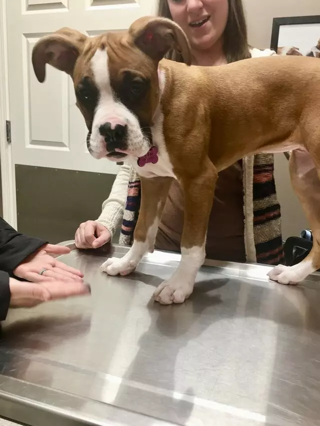 Aid Animal Hospital