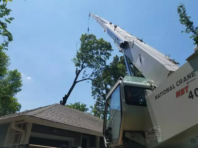 A-Alpha Tree Company