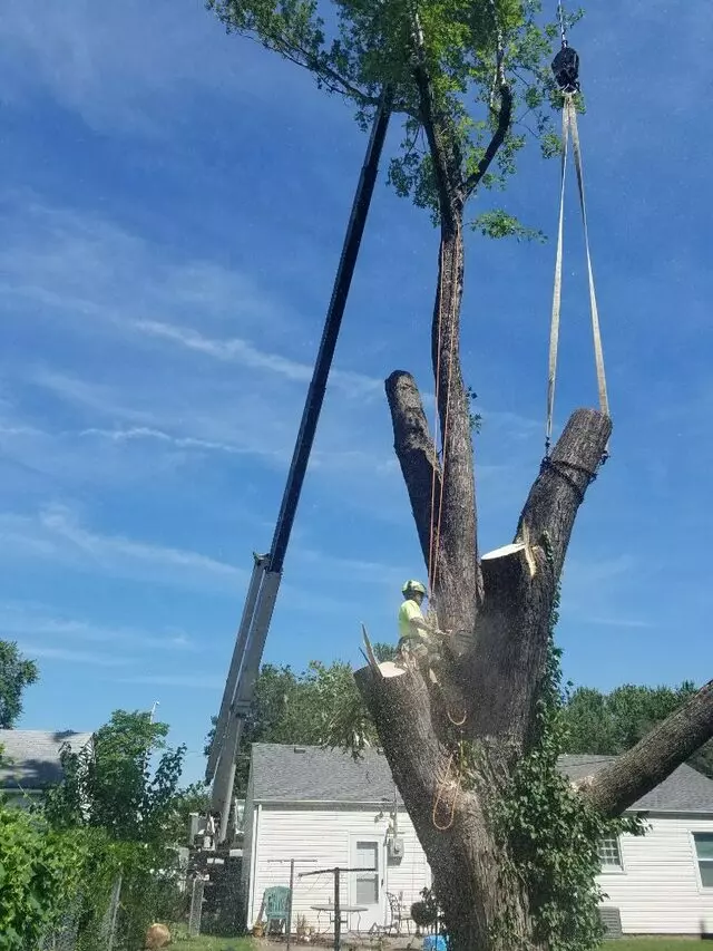 A-Alpha Tree Company