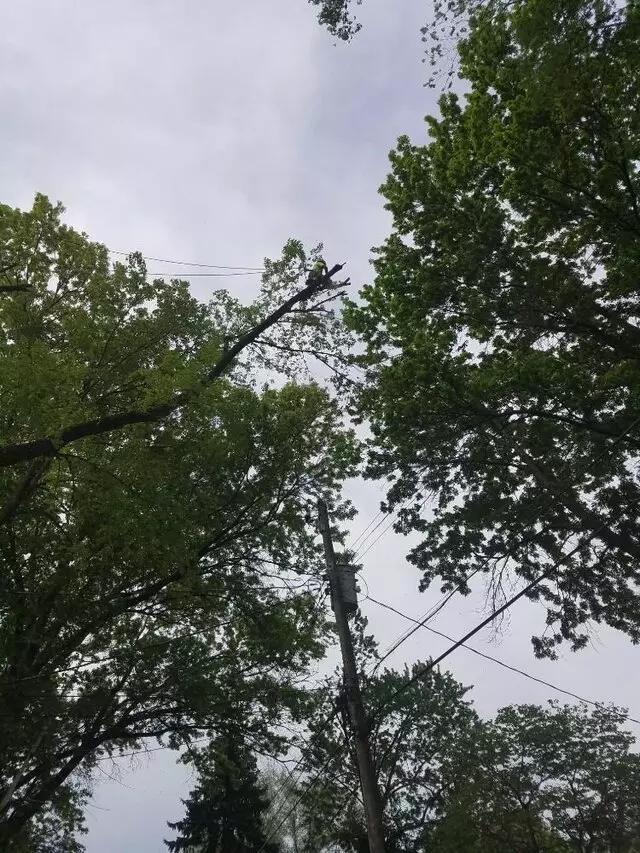 A-Alpha Tree Company