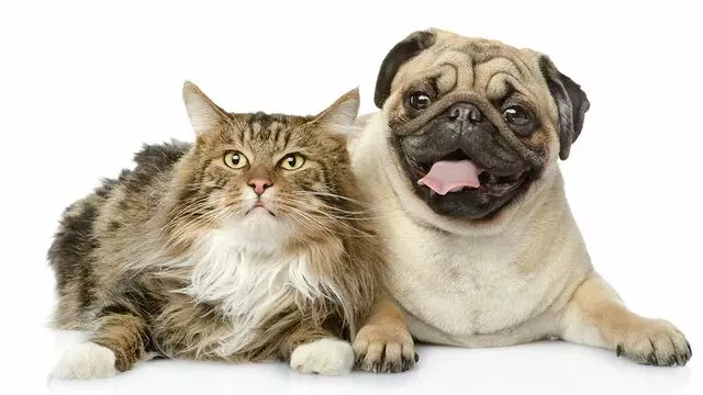 Animal Clinic