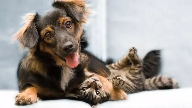 Animal Clinic