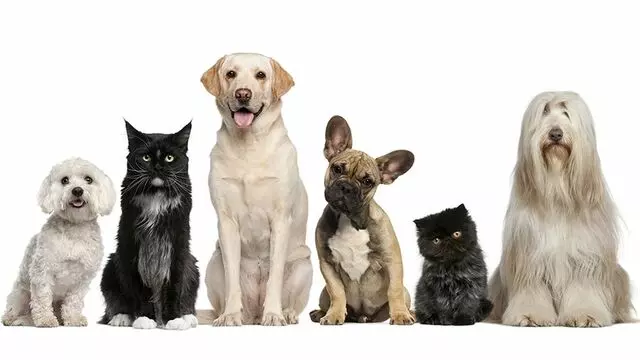 Animal Clinic