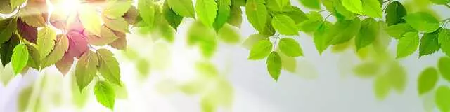 A-1 Tree Service