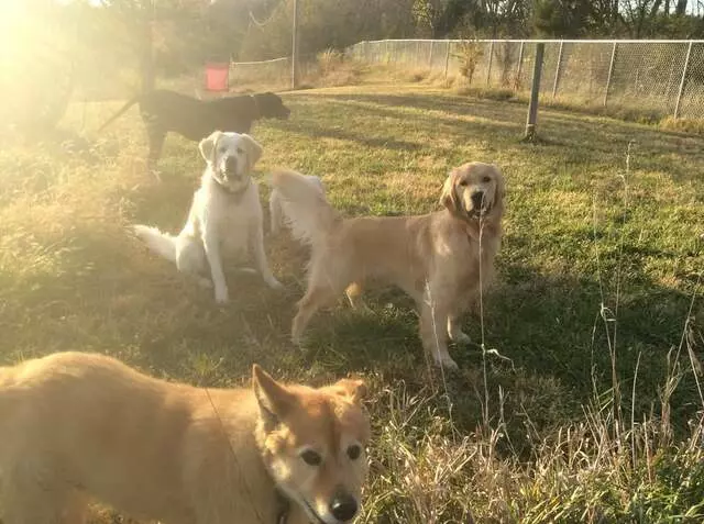 All Things Dogs