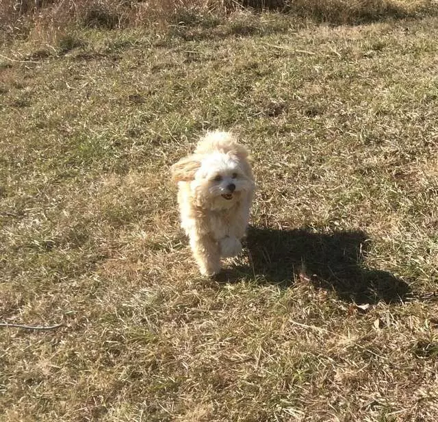 All Things Dogs