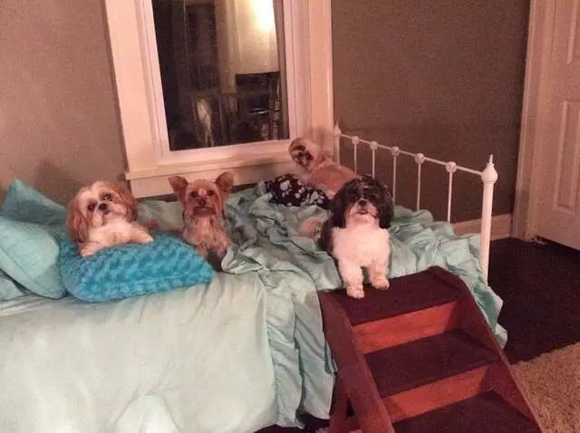 All Things Dogs