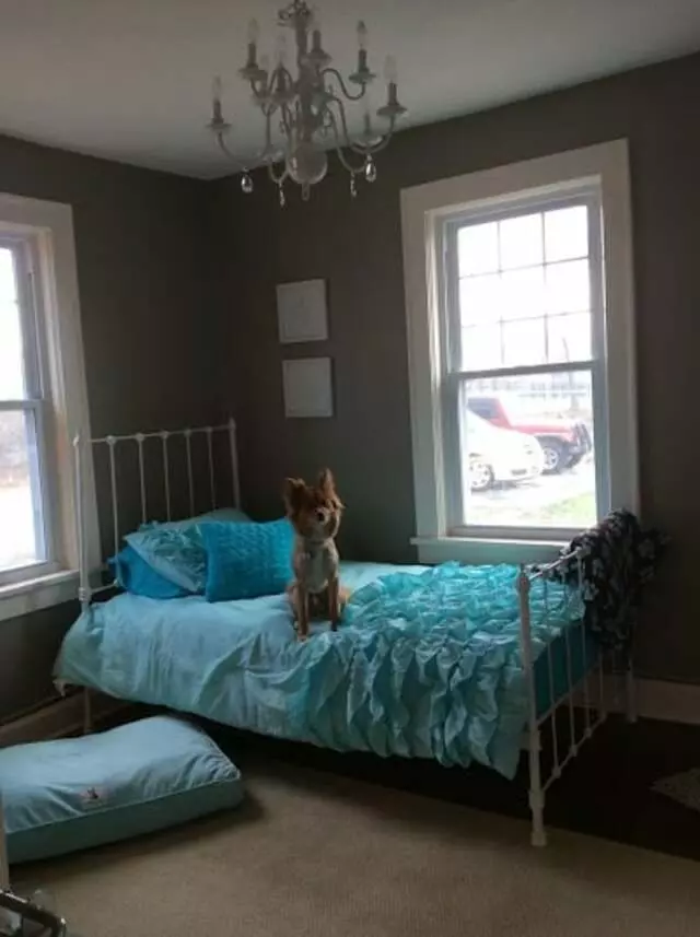 All Things Dogs