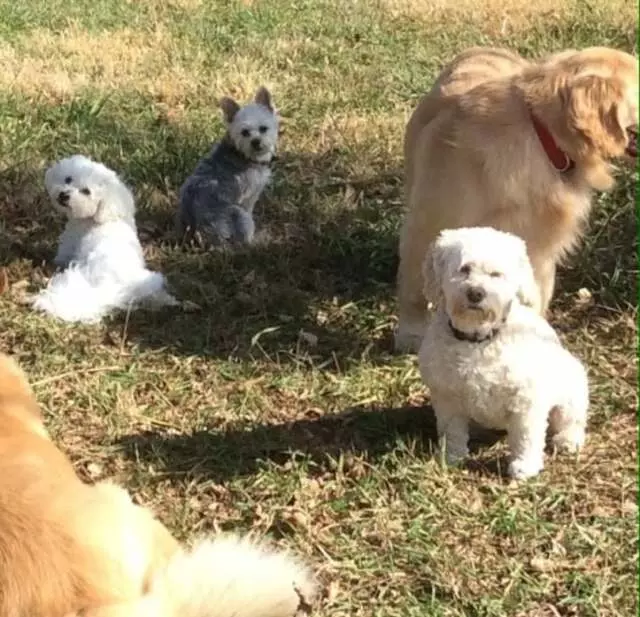 All Things Dogs