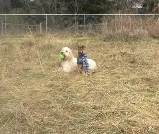 All Things Dogs