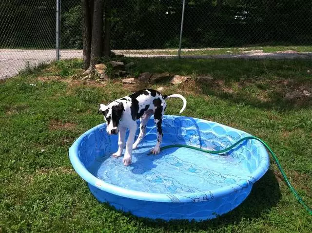 All Things Dogs