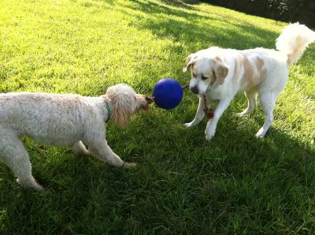 All Things Dogs