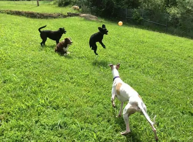 All Things Dogs