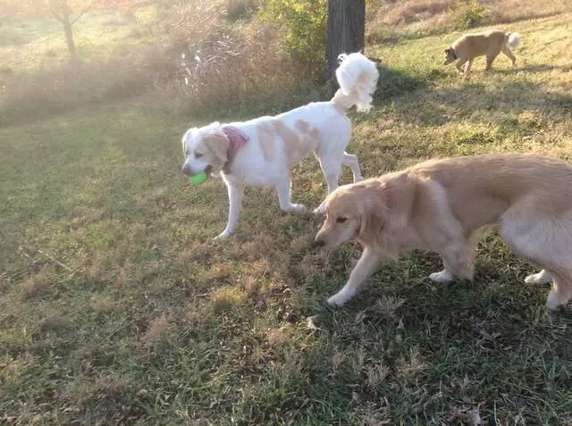 All Things Dogs