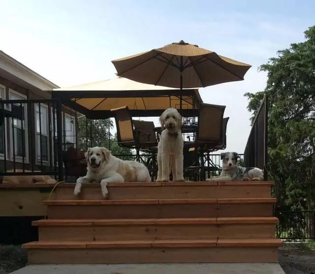 All Things Dogs