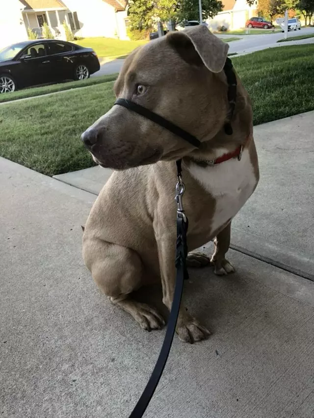 Angie’s Leash