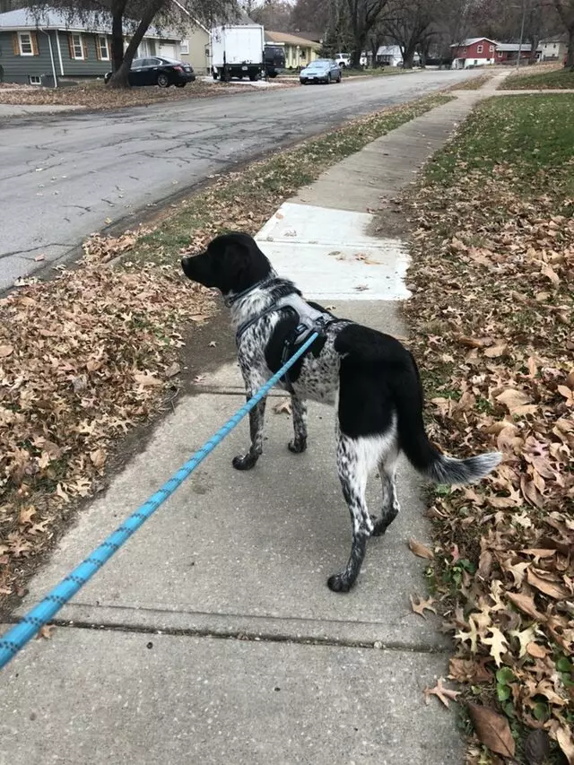 Angie’s Leash