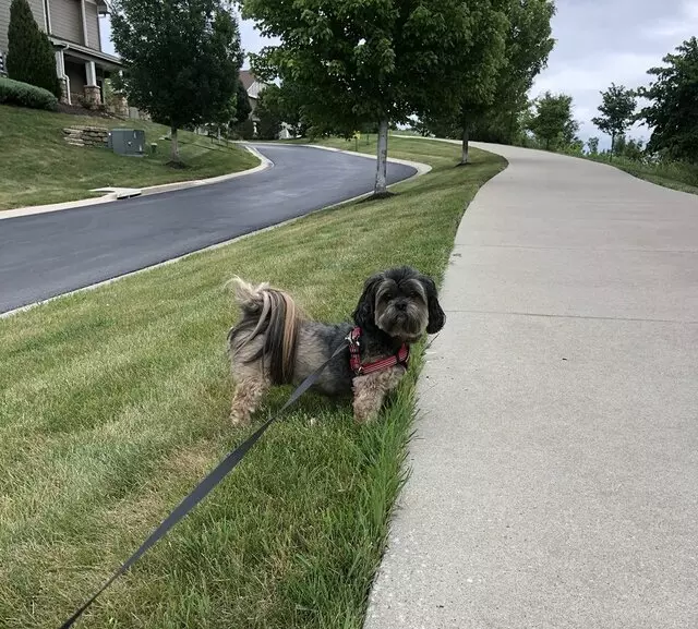 Angie’s Leash