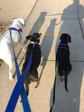 Angie’s Leash