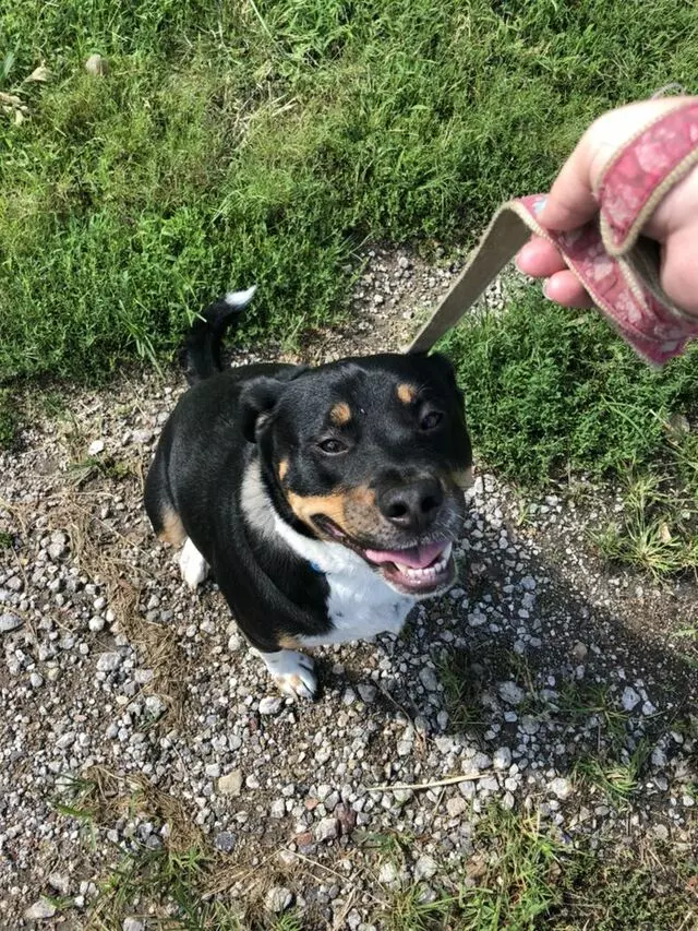 Angie’s Leash