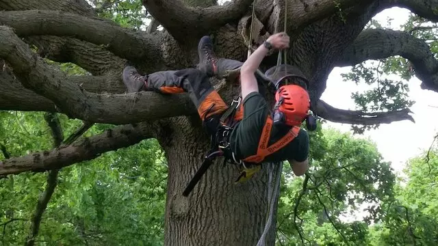 Apex Tree Services
