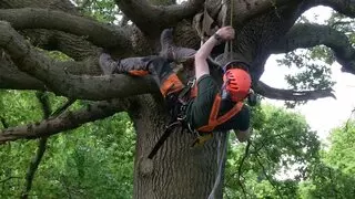Apex Tree Services