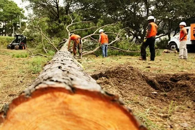 Apex Tree Services