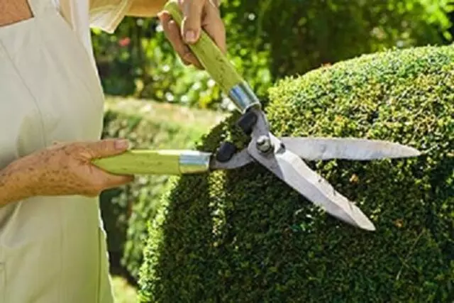 Apex Tree Services