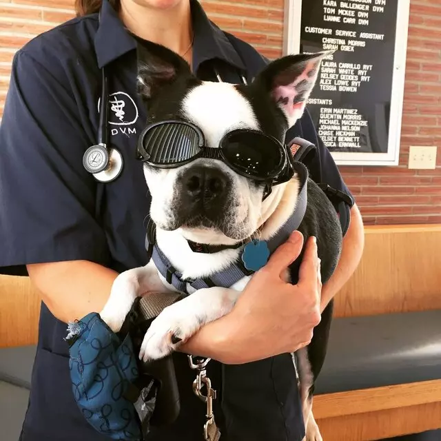Antioch Dog & Cat Hospital