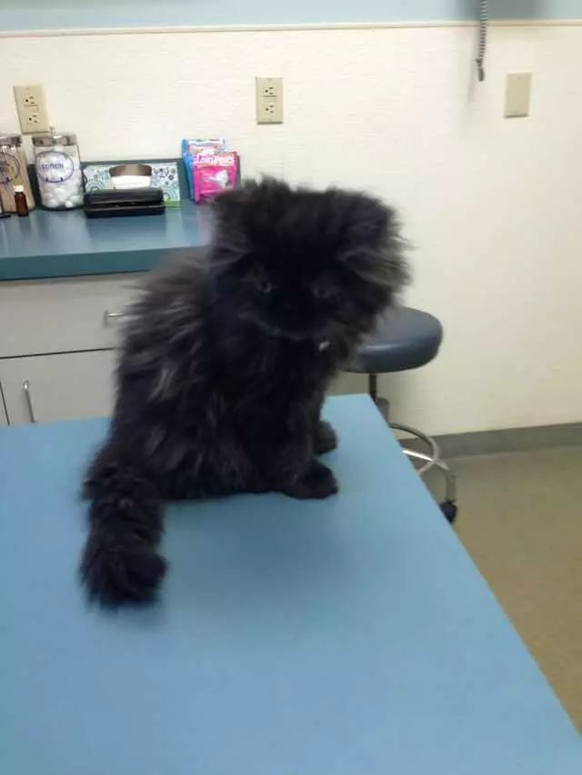 Antioch Dog & Cat Hospital