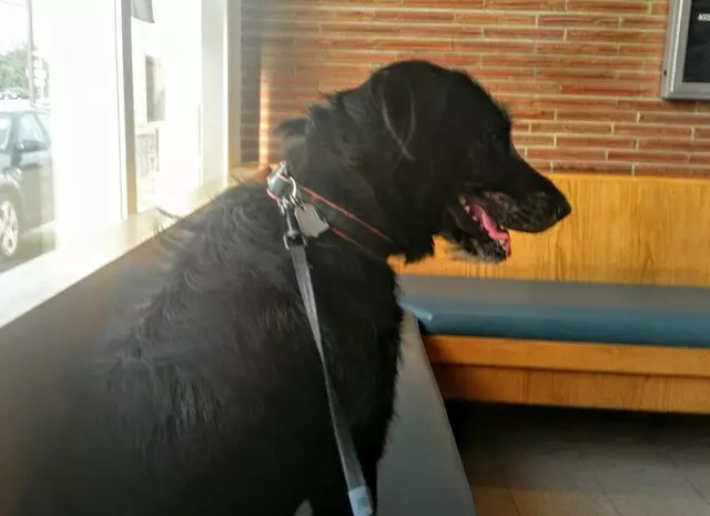 Antioch Dog & Cat Hospital