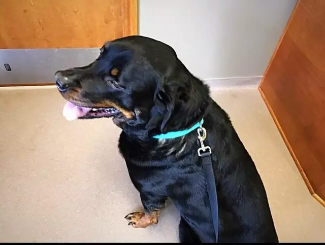 Arrowhead Veterinary Services and Country Kennels