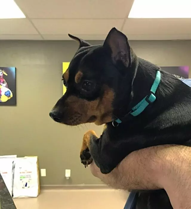 Arrowhead Veterinary Services and Country Kennels