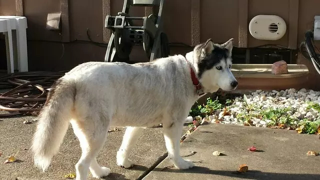 Arrowhead Veterinary Services and Country Kennels