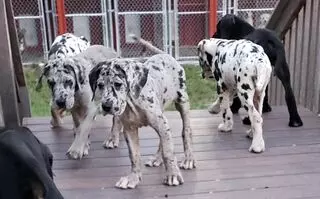Arrowhead Veterinary Services and Country Kennels