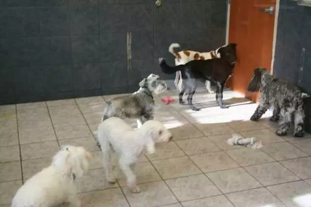 Amity Woods Animal Hospital & Lodge