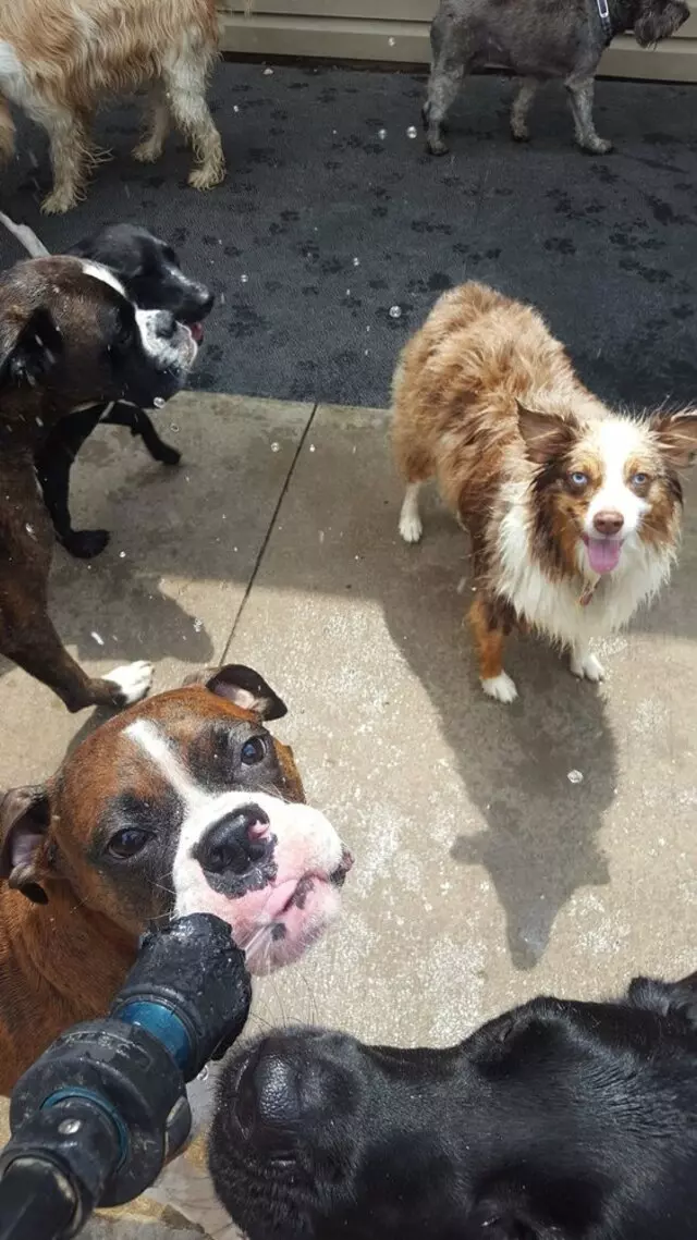 Amity Woods Animal Hospital & Lodge