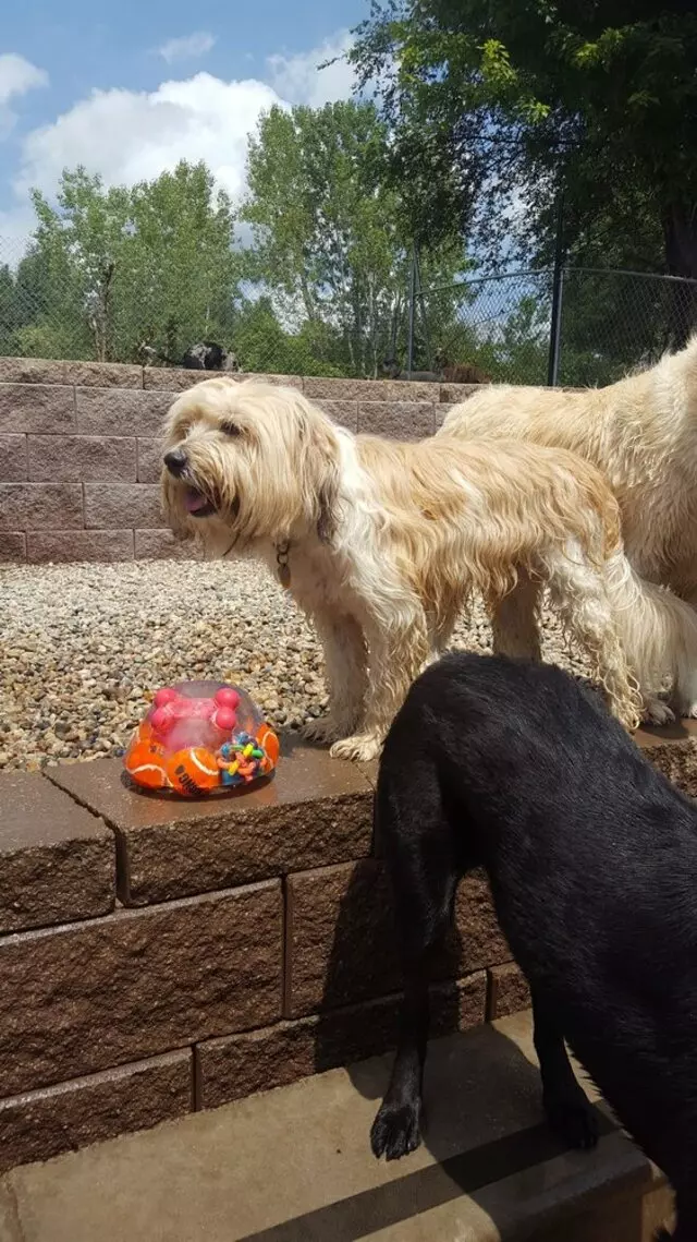 Amity Woods Animal Hospital & Lodge