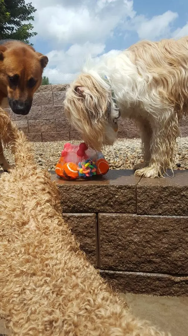 Amity Woods Animal Hospital & Lodge