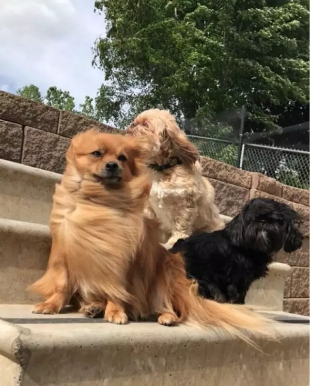 Amity Woods Animal Hospital & Lodge