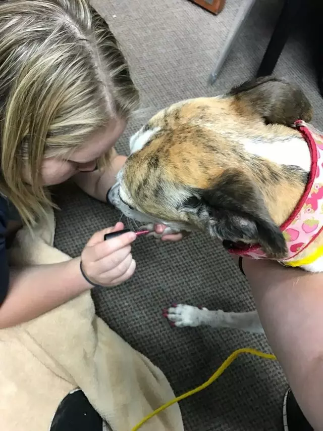 Amity Woods Animal Hospital & Lodge