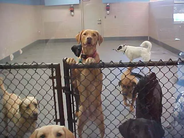 Amity Woods Animal Hospital & Lodge