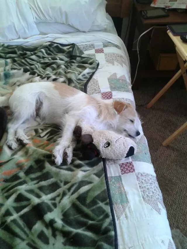 Animal Medical Center