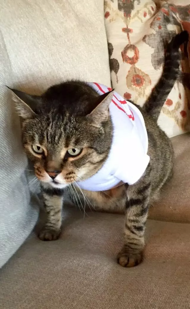Animal Emergency Center