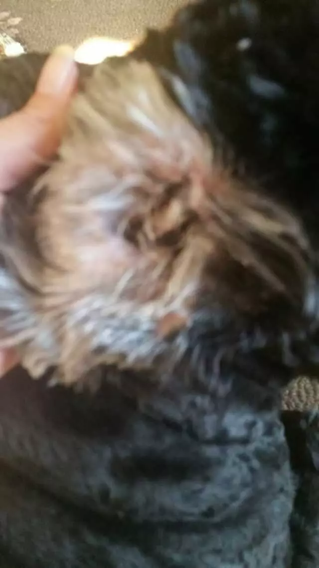 American Pet Hairport