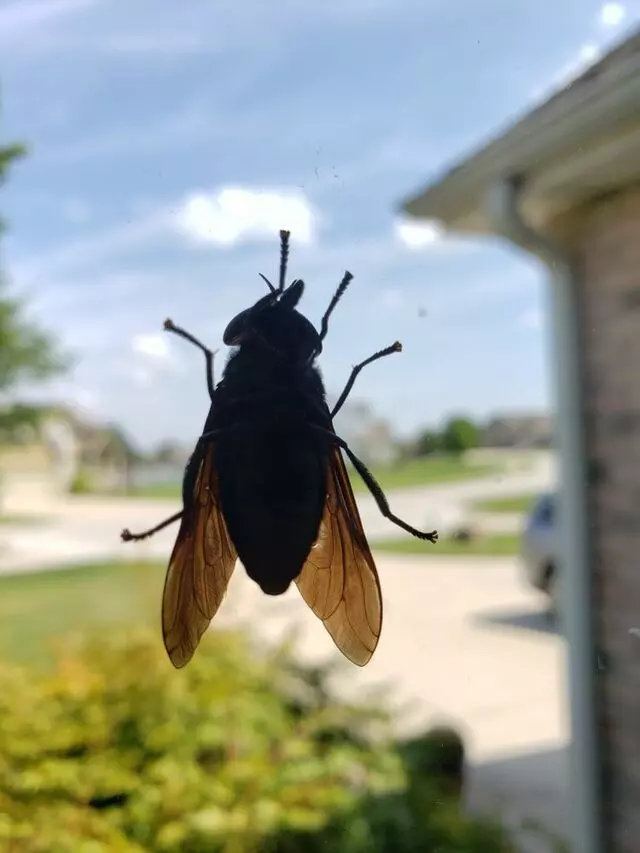 Planet Pest Solutions